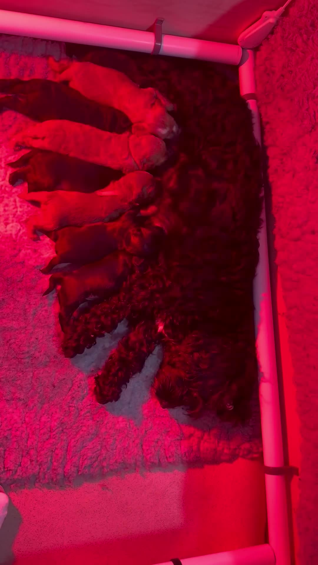 Cockapoo dogs for sale: F2 cockapoo puppies  - Video 1