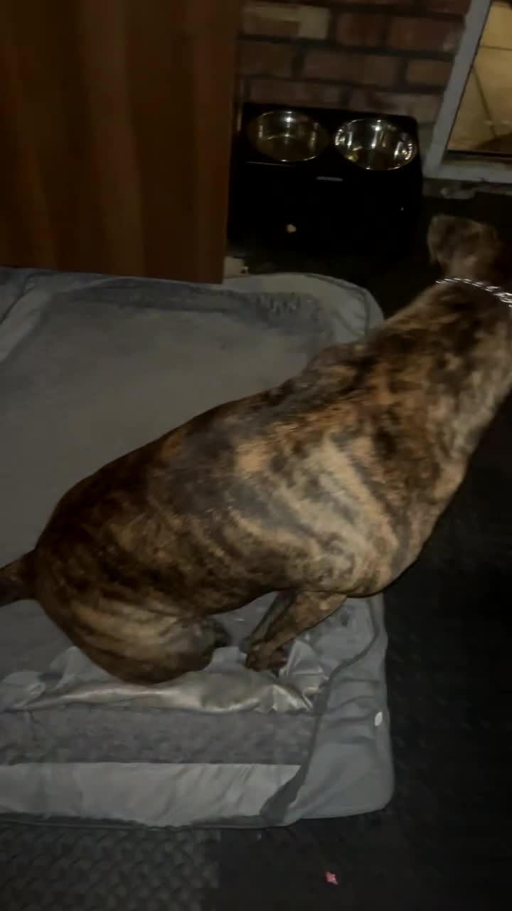 Presa Canario dogs for sale: Presa canario  - Video 1