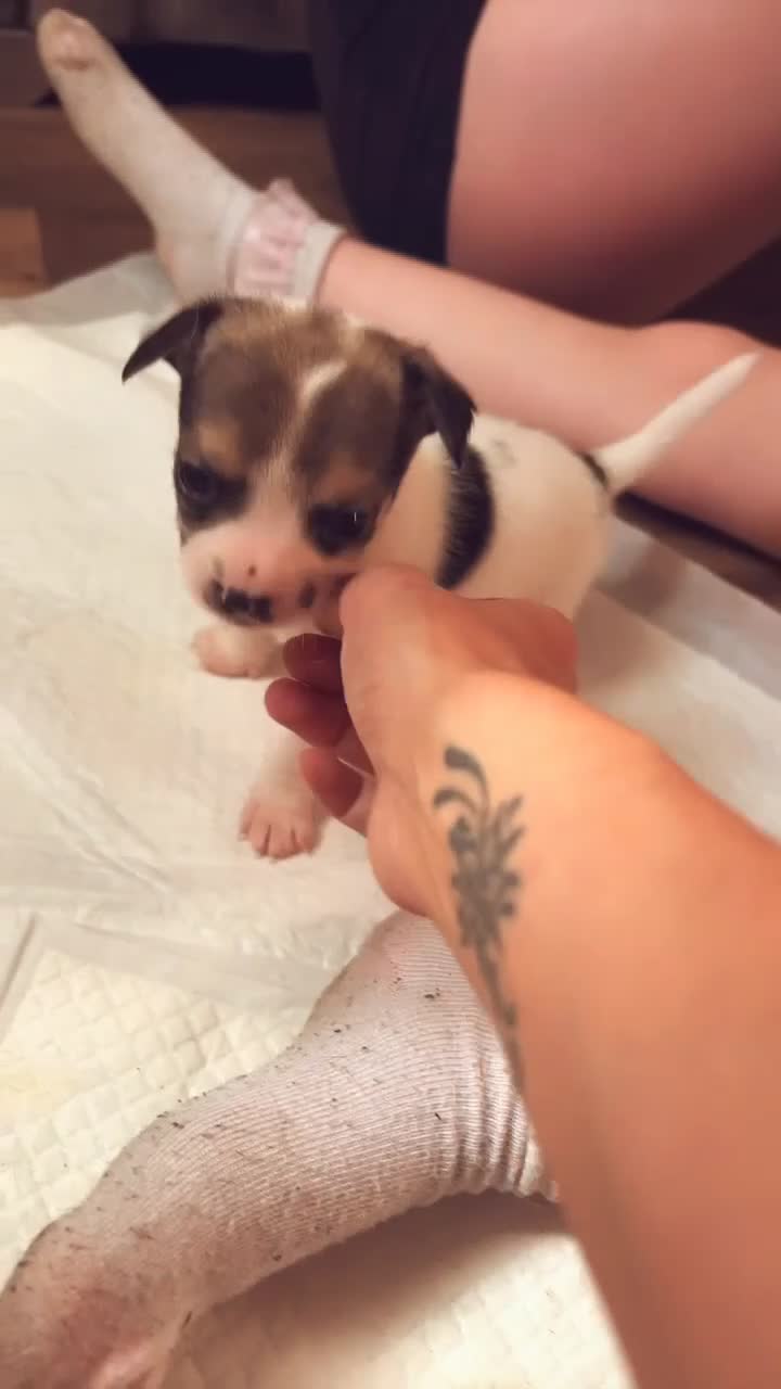 Mixed Breed dogs for sale: Beautiful jackawawas  - Video 1