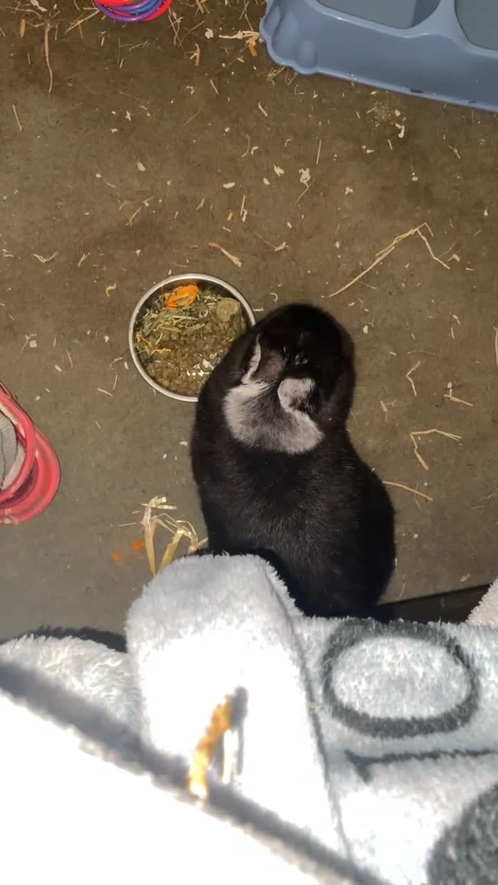 Netherland Dwarf rabbits for sale: rabbit  - Video 1