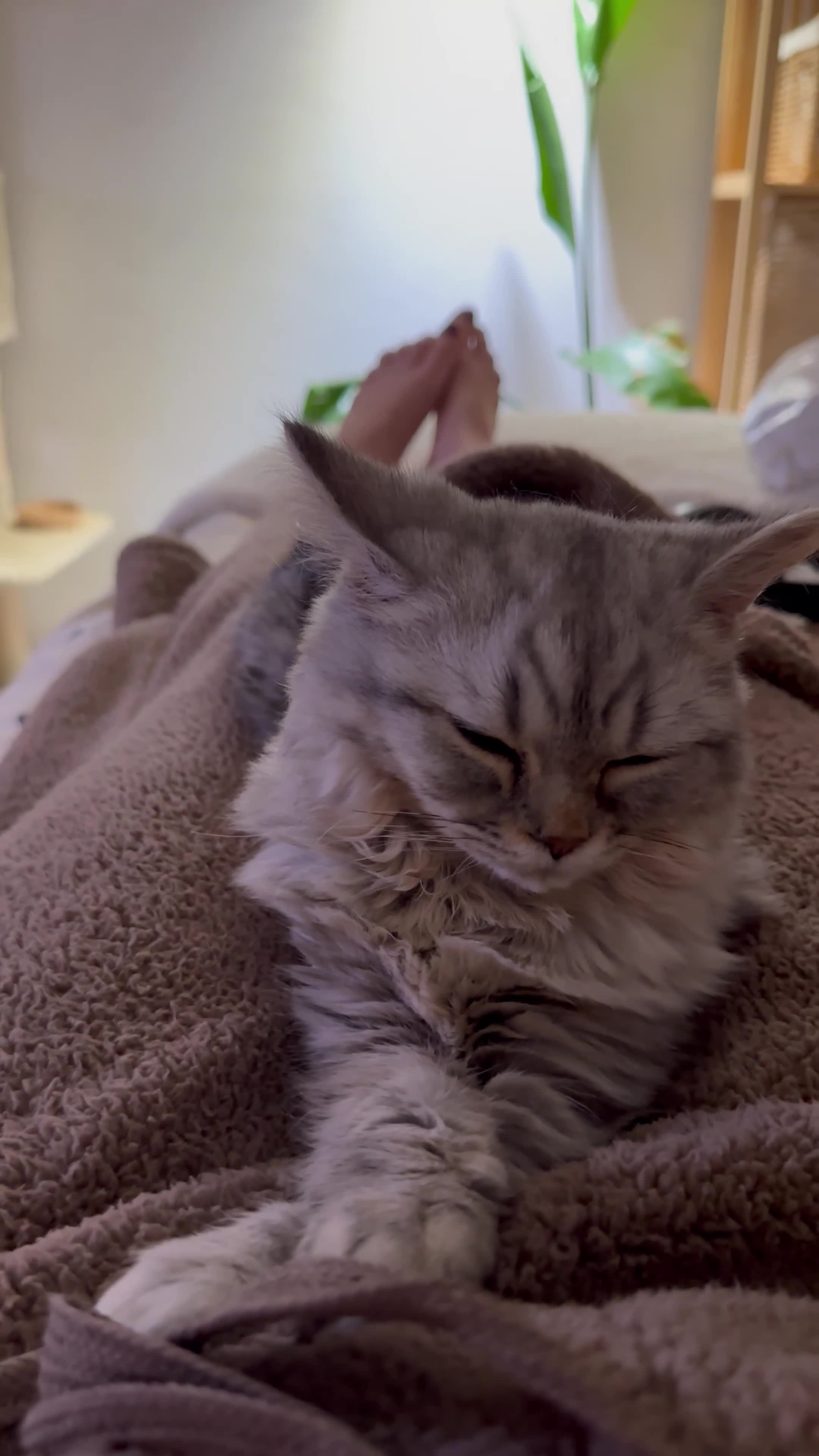 British Longhair cats for sale: British longhair kitten in Runcorn - Video 2