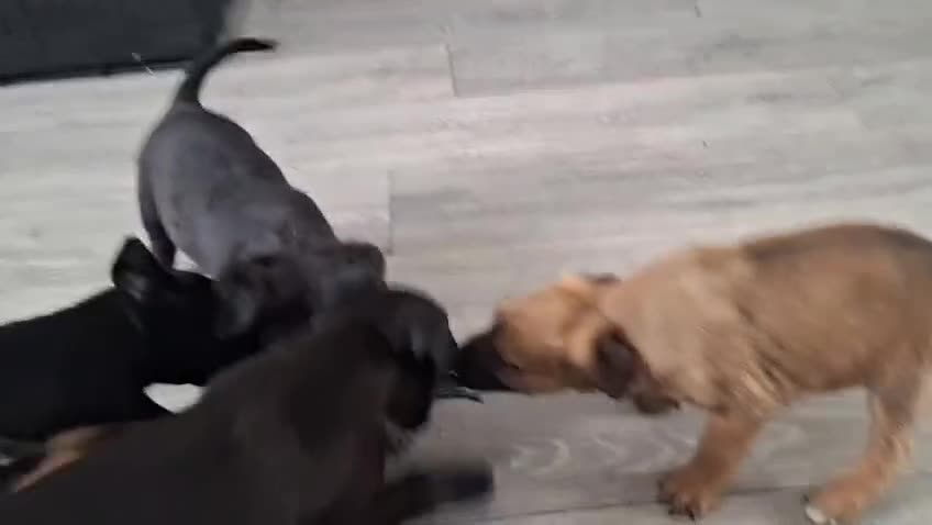 Mixed Breed dogs for sale: Cane corso x German shepherd pups  in Ammanford - Video 1