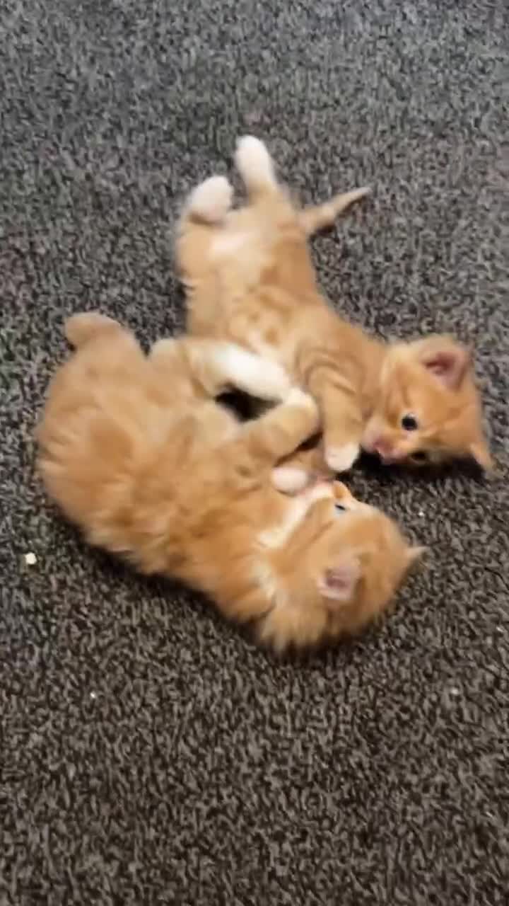 Mixed Breed cats for sale: 🐾 Adorable Ginger Kittens  🐾 - Video 1