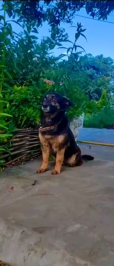 Bearded Collie dogs for adoption: Tiffany: The Dog Who Was Saved  - Video 1