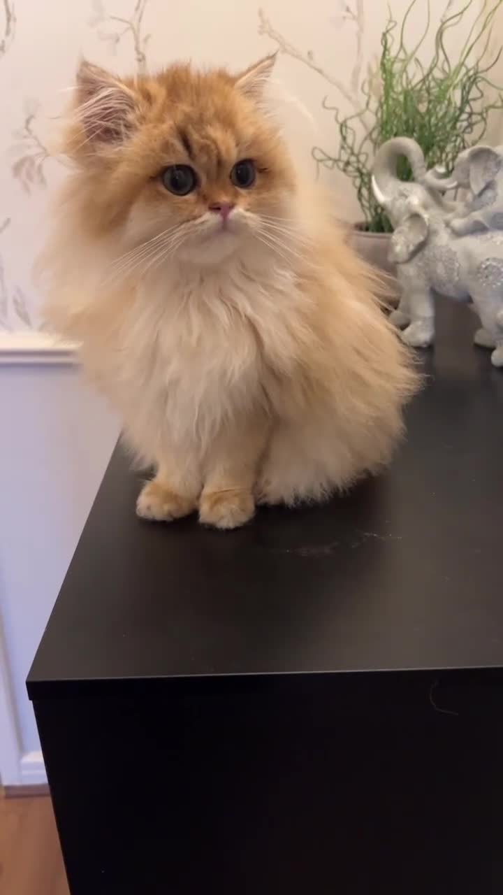 British Longhair cats for sale: British longhair kitten Golden NY11 - Video 2