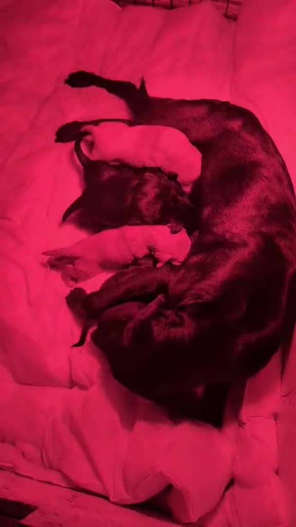 Cockerdor dogs for sale: Beautiful litter of Cockerdors  in Bedale - Video 1