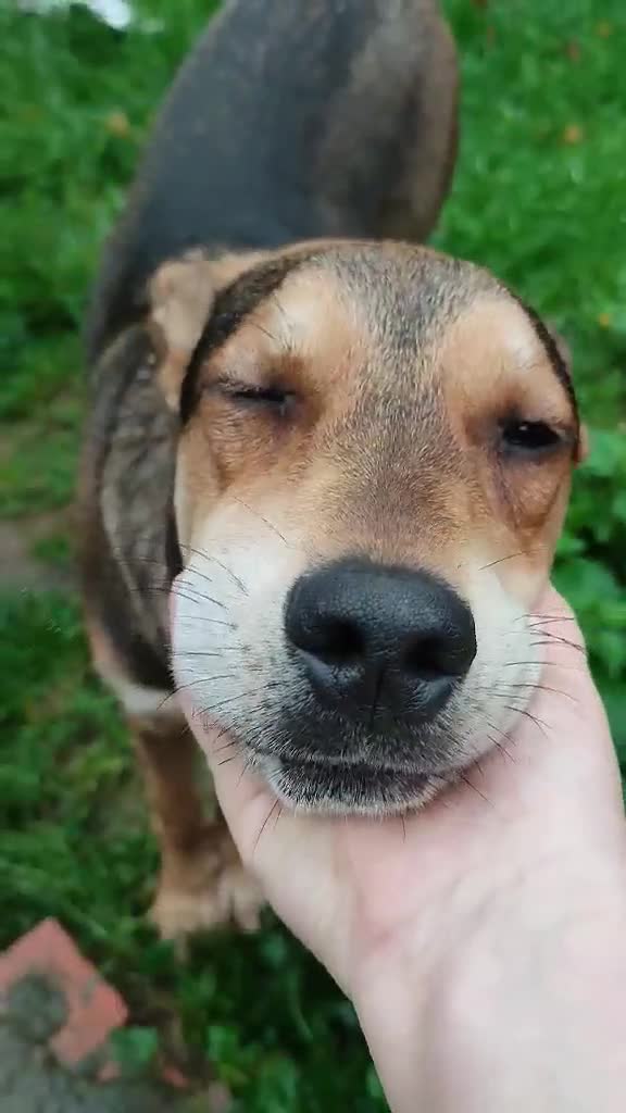 Mixed Breed dogs for adoption: Hound mix sweet Archie for adoption  - Video 5