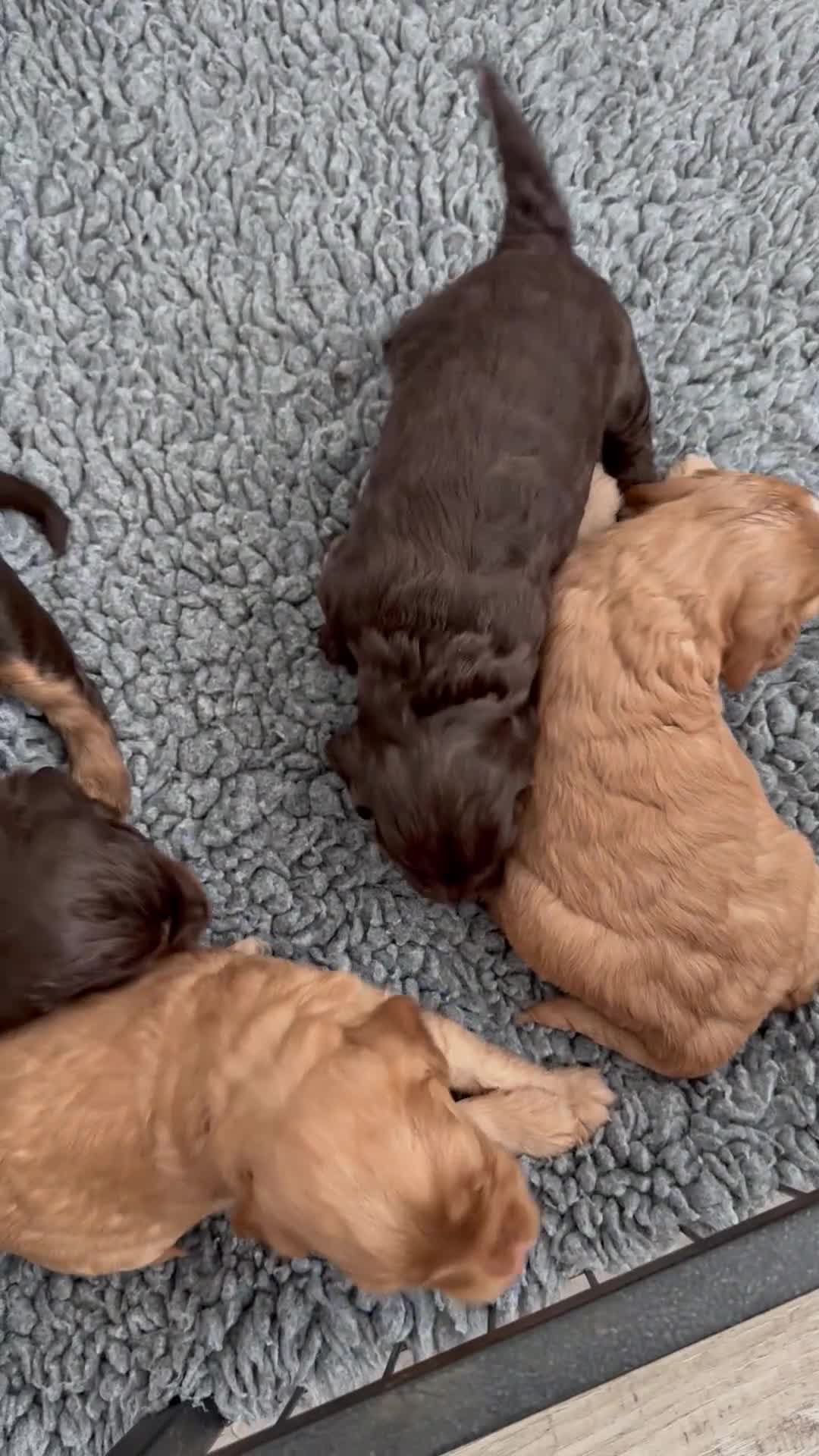 Cockapoo dogs for sale: beautiful merle cockapoo pups, ready 19th August - Video 1