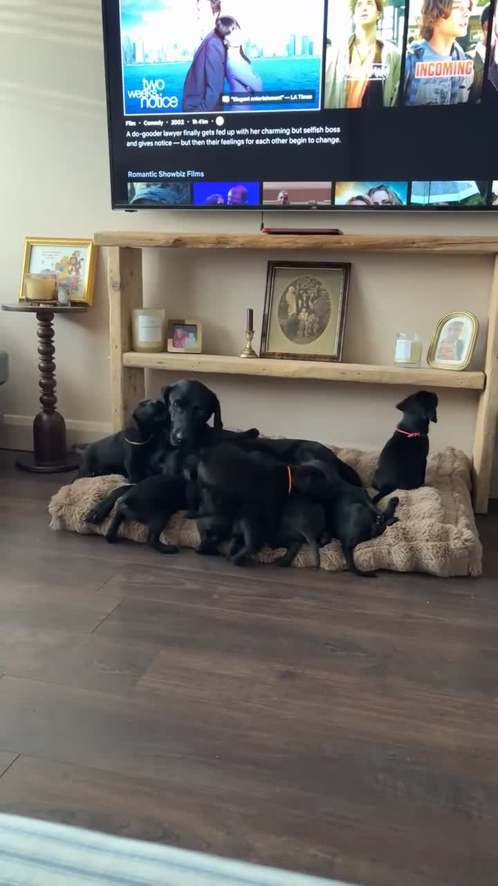 Labrador Retriever dogs for sale: Labrador Puppies - Video 2