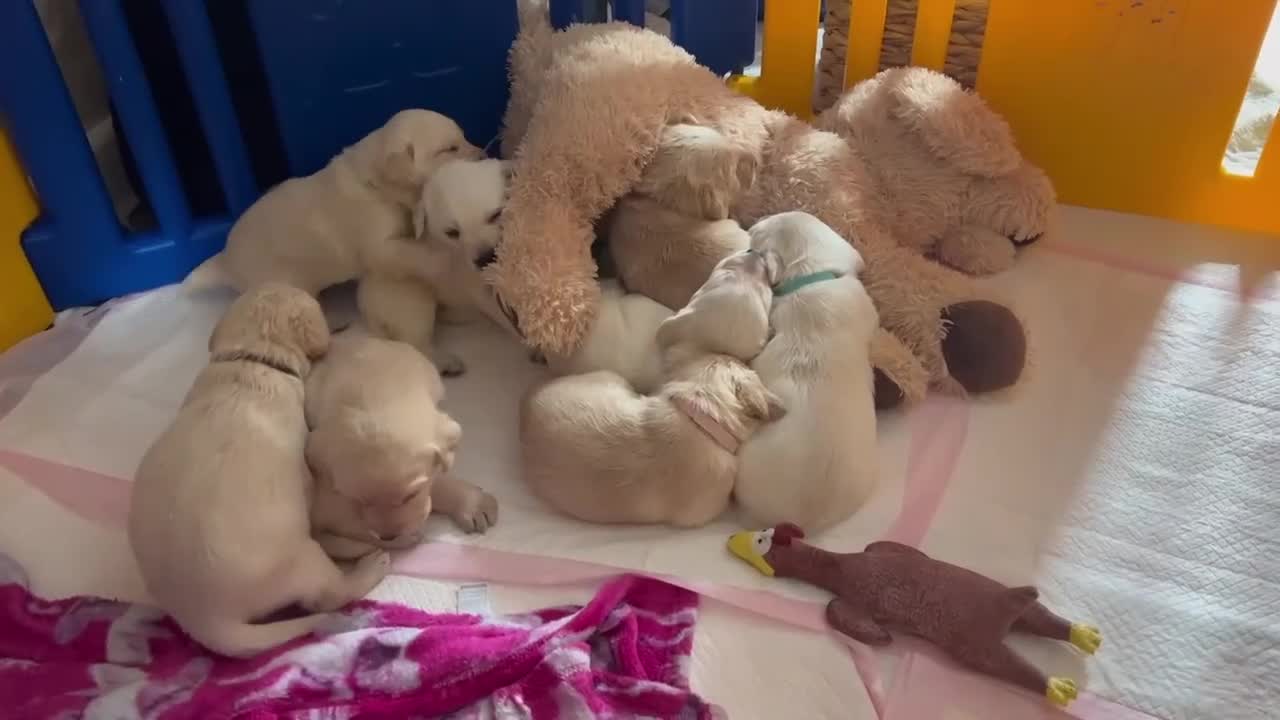 Labrador Retriever dogs for sale: Maggies beautiful babies confirmed - Video 4