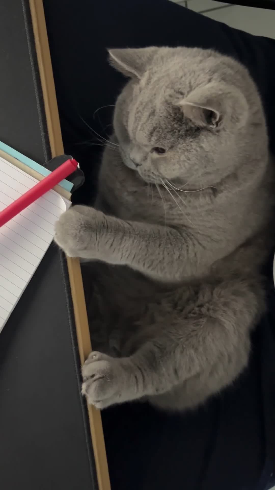 British Shorthair cats for sale: Beautiful BSH looking for a loving home  - Video 2