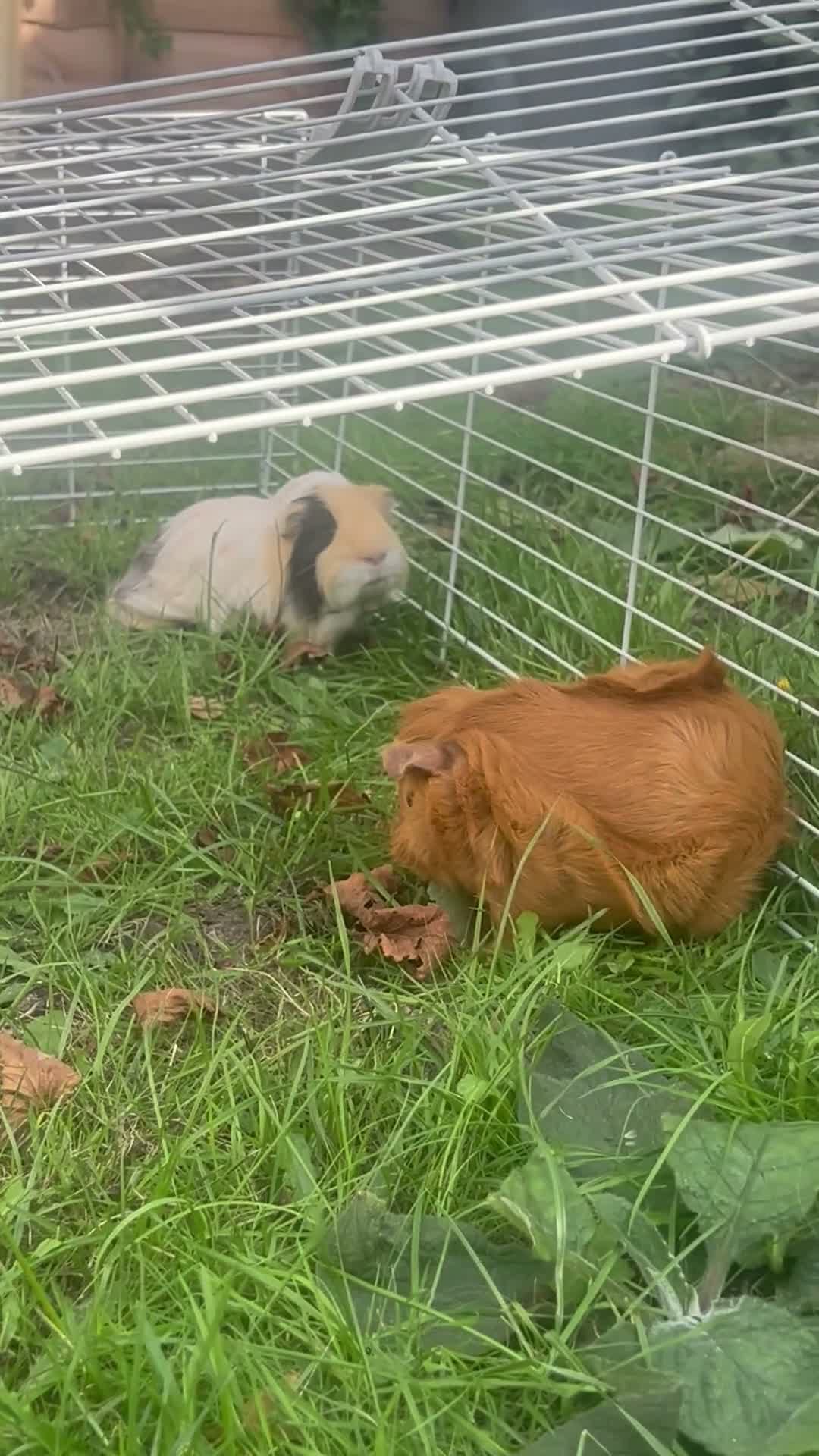 Guinea Pig rodents for sale: 2 Guinea pigs & cage+supplies - Video 2