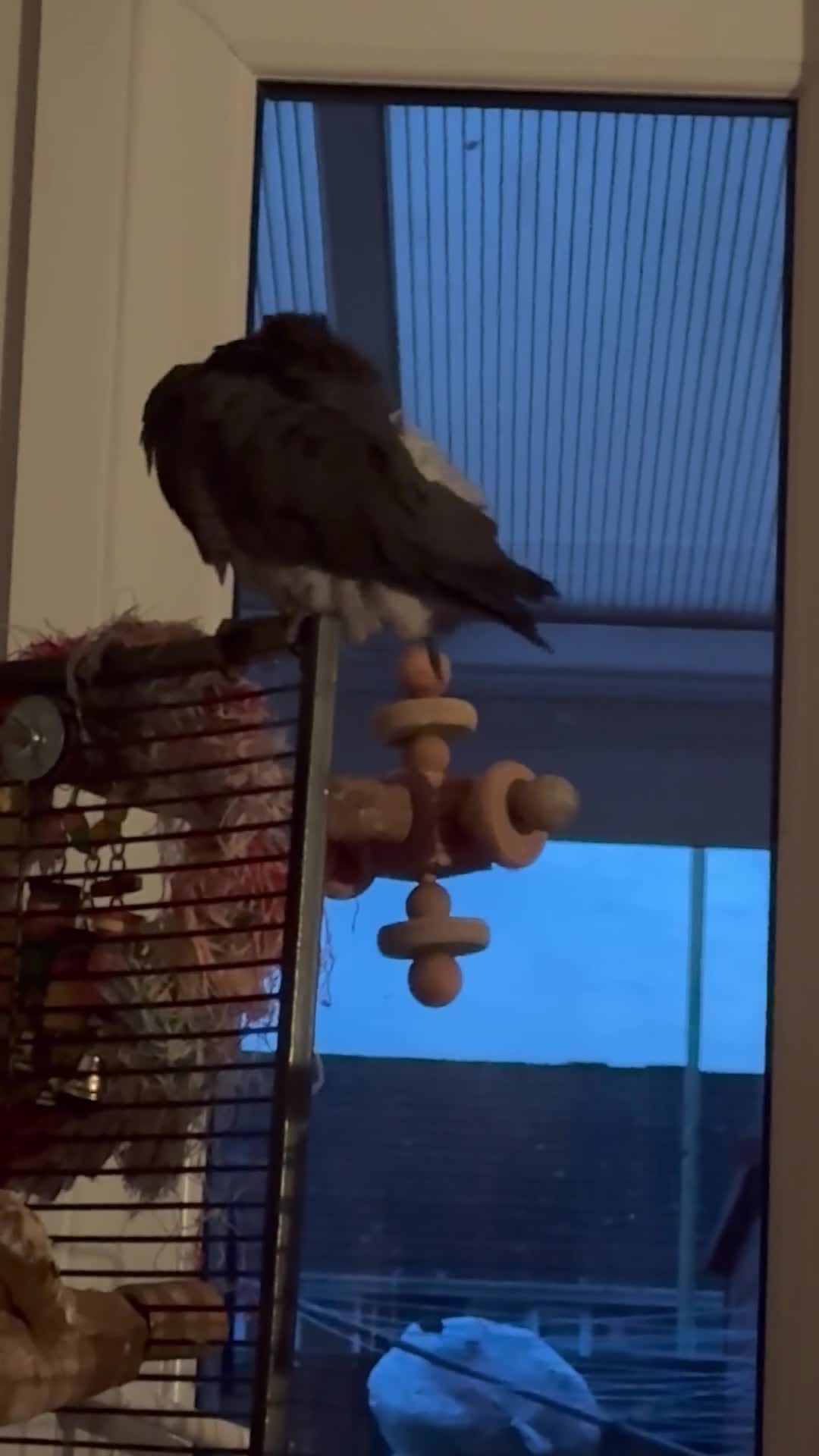 Parrots birds for sale: Timneh parrot male 20 years old  - Video 1