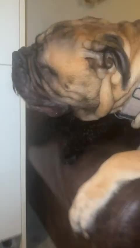 Bullmastiff dogs for stud: BAD MOON KENNELS - Video 3