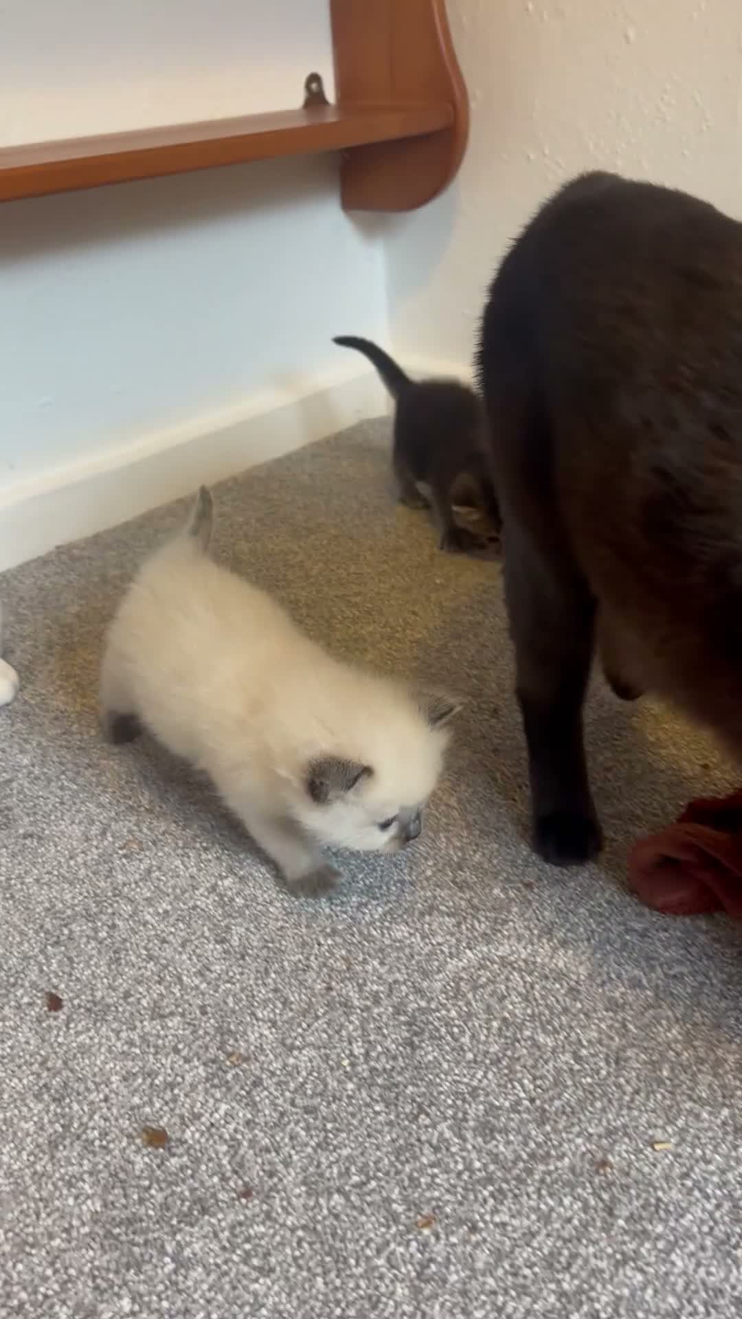 Ragdoll cats for sale: TWO RAGGDOLL-PERSIAN BOYS - Video 3