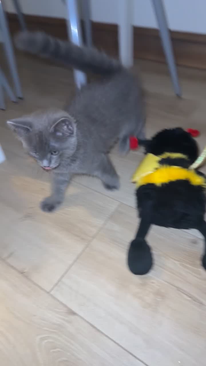 Ragdoll cats for sale: Ragdoll kitten  in Birmingham - Video 1