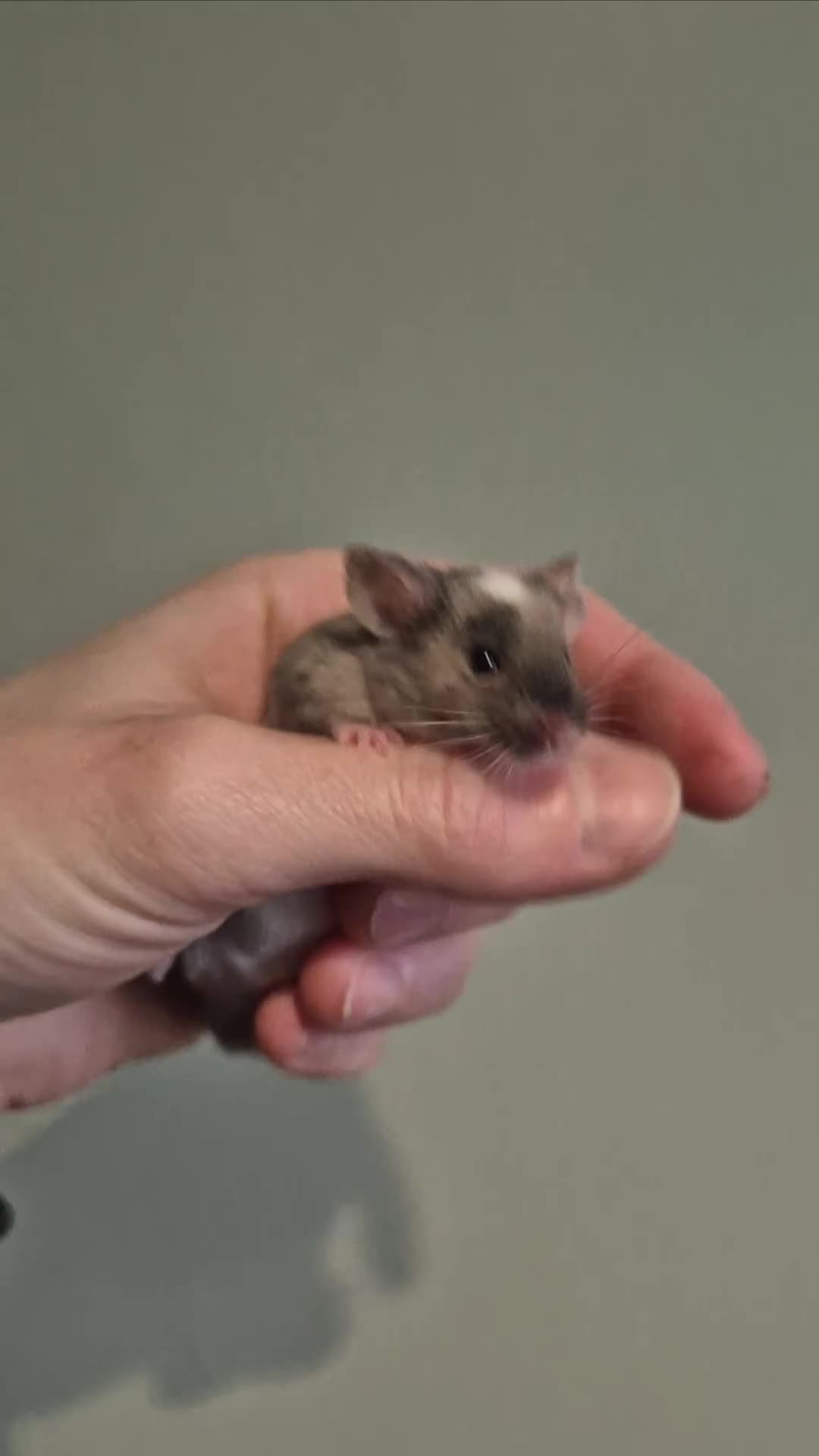 Mouse rodents for sale: Fancy mice looking for homes - Video 1