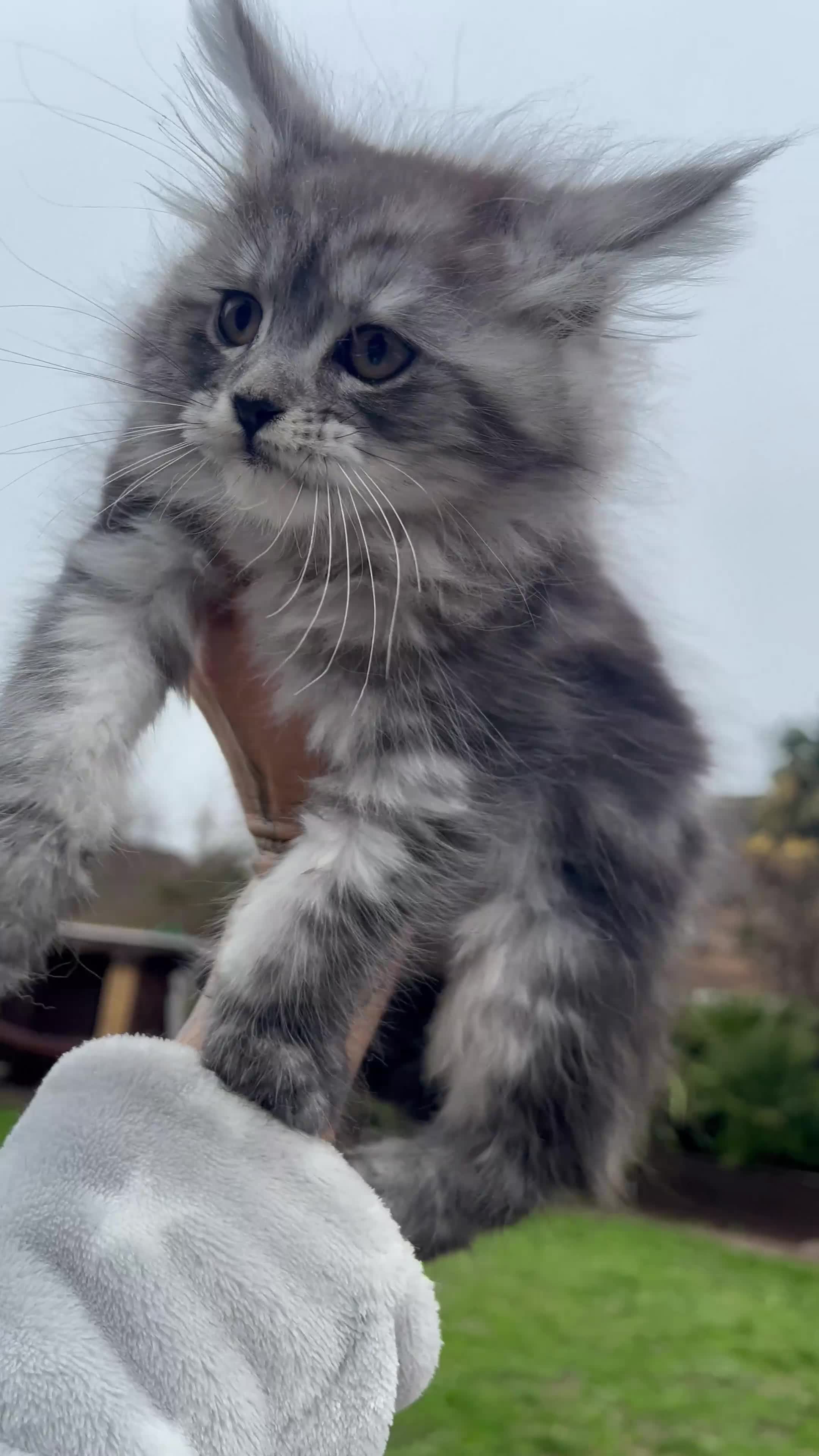 Maine Coon cats for sale: ❤️Maine Coon Girl❤️ - Video 1