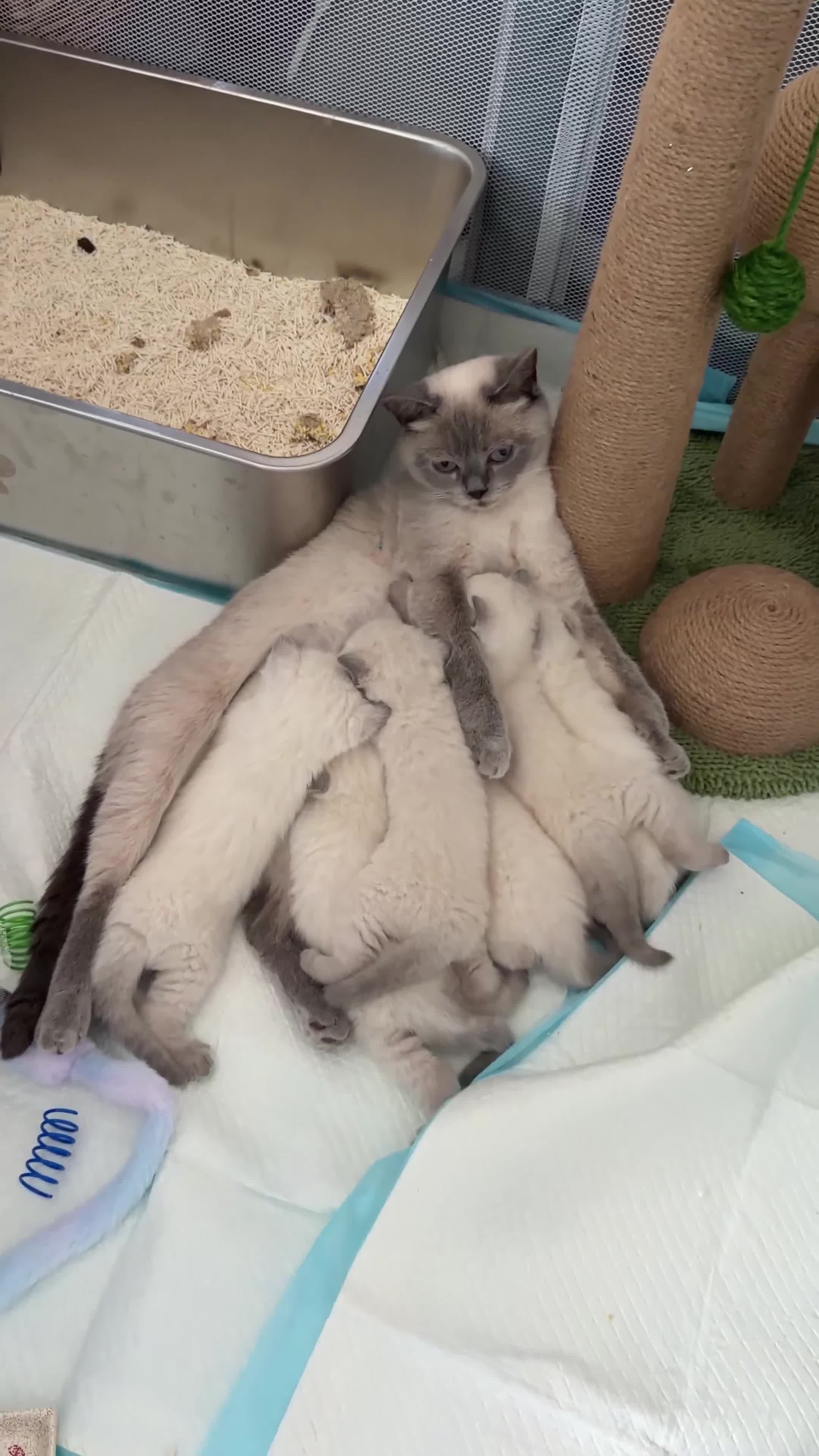 Mixed Breed cats for sale: Beautiful Ragdoll x British Shorthair Kittens - Video 3