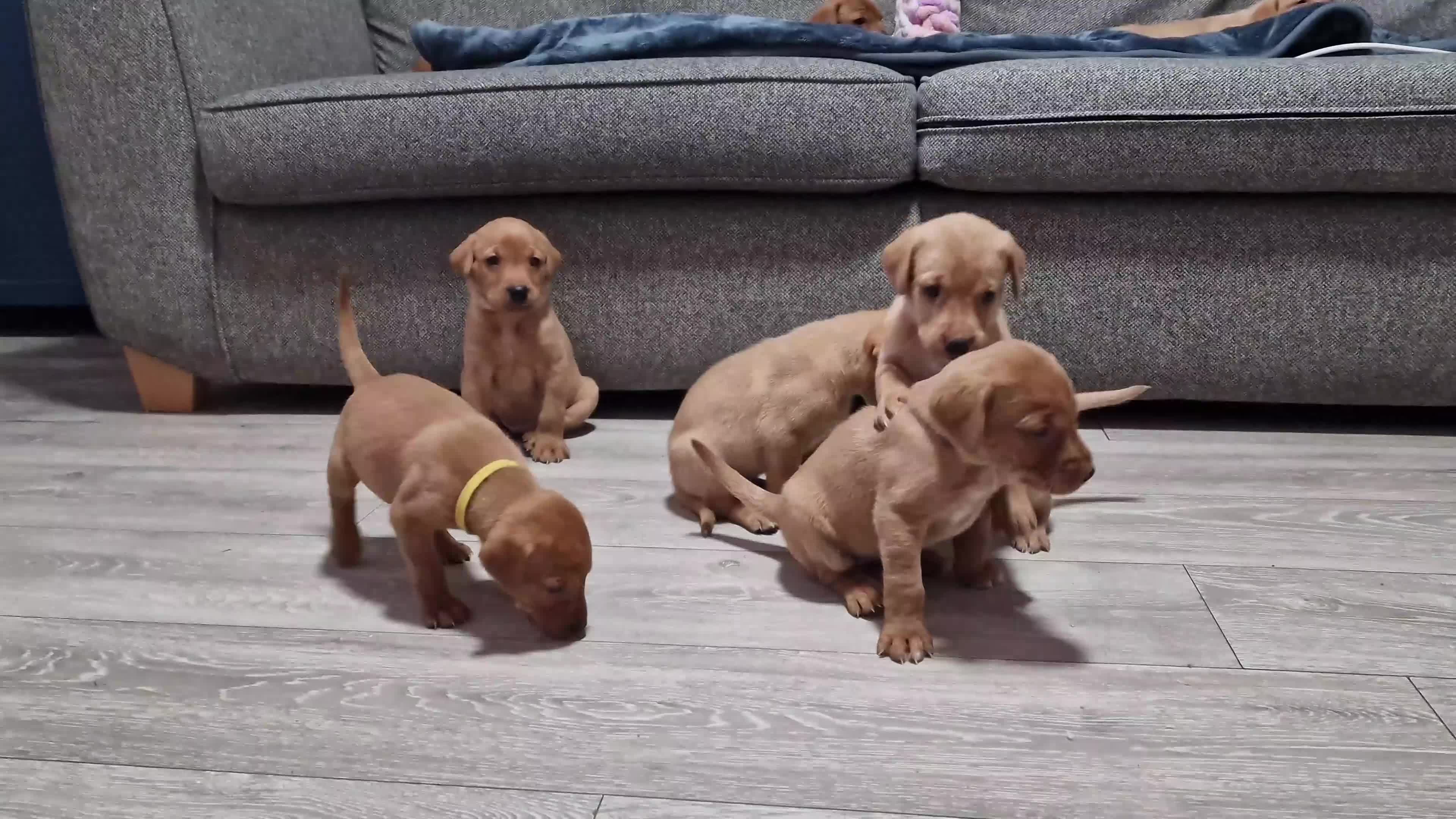 Labrador Retriever dogs for sale: Ready Now! Beautiful Red Fox Labrador Puppies - Video 3