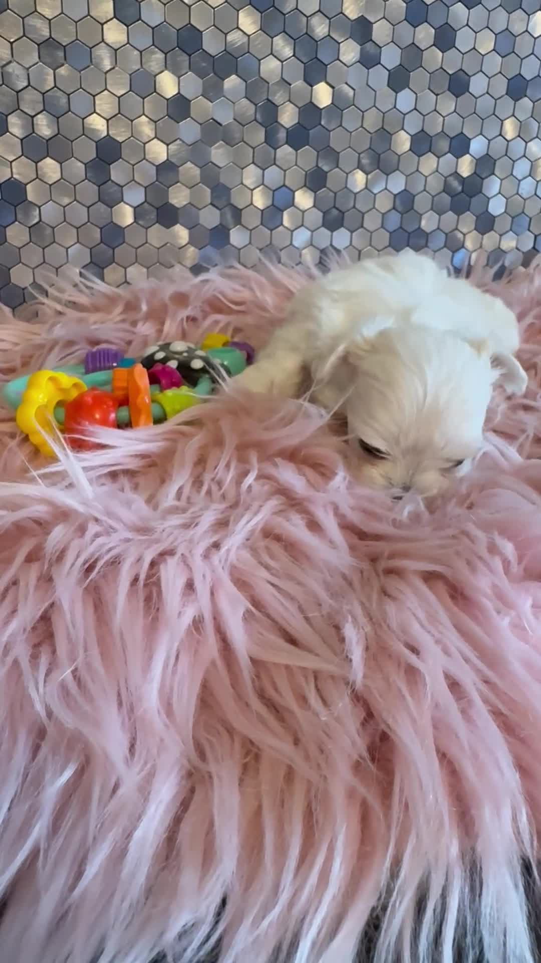 Maltese dogs for sale: Stunning korean Maltease  - Video 5
