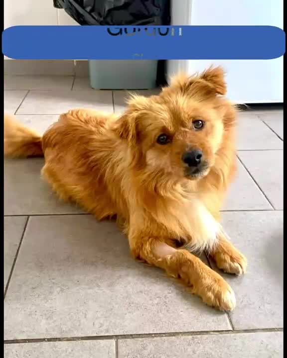 Mixed Breed dogs for adoption: Gordon, 3-4 yrs old. Available for adoption. in Brixham - Video 1