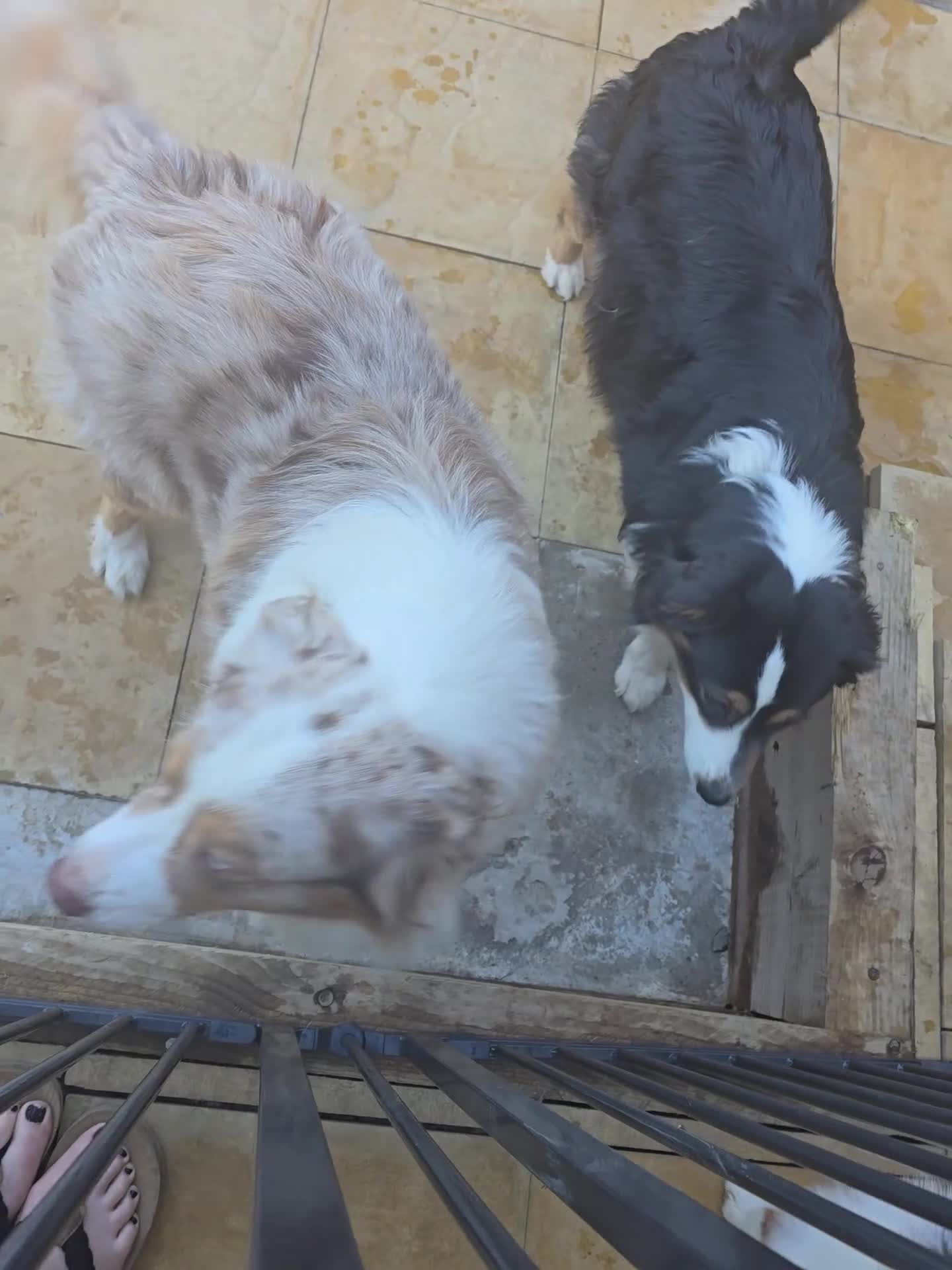 Australian Shepherd dogs for sale: Australian Shepherd due 19th may  - Video 1