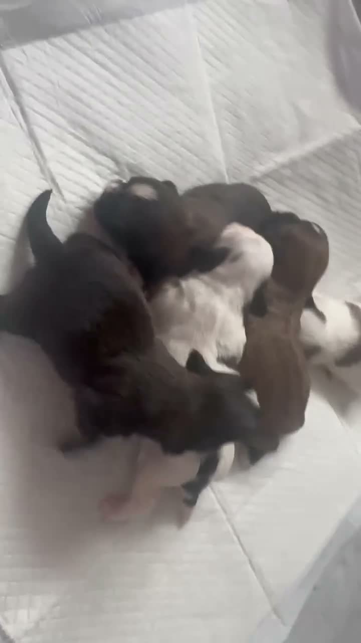 Shih Tzu dogs for sale: 9 purebred puppies are looking for new, homes. - Video 1
