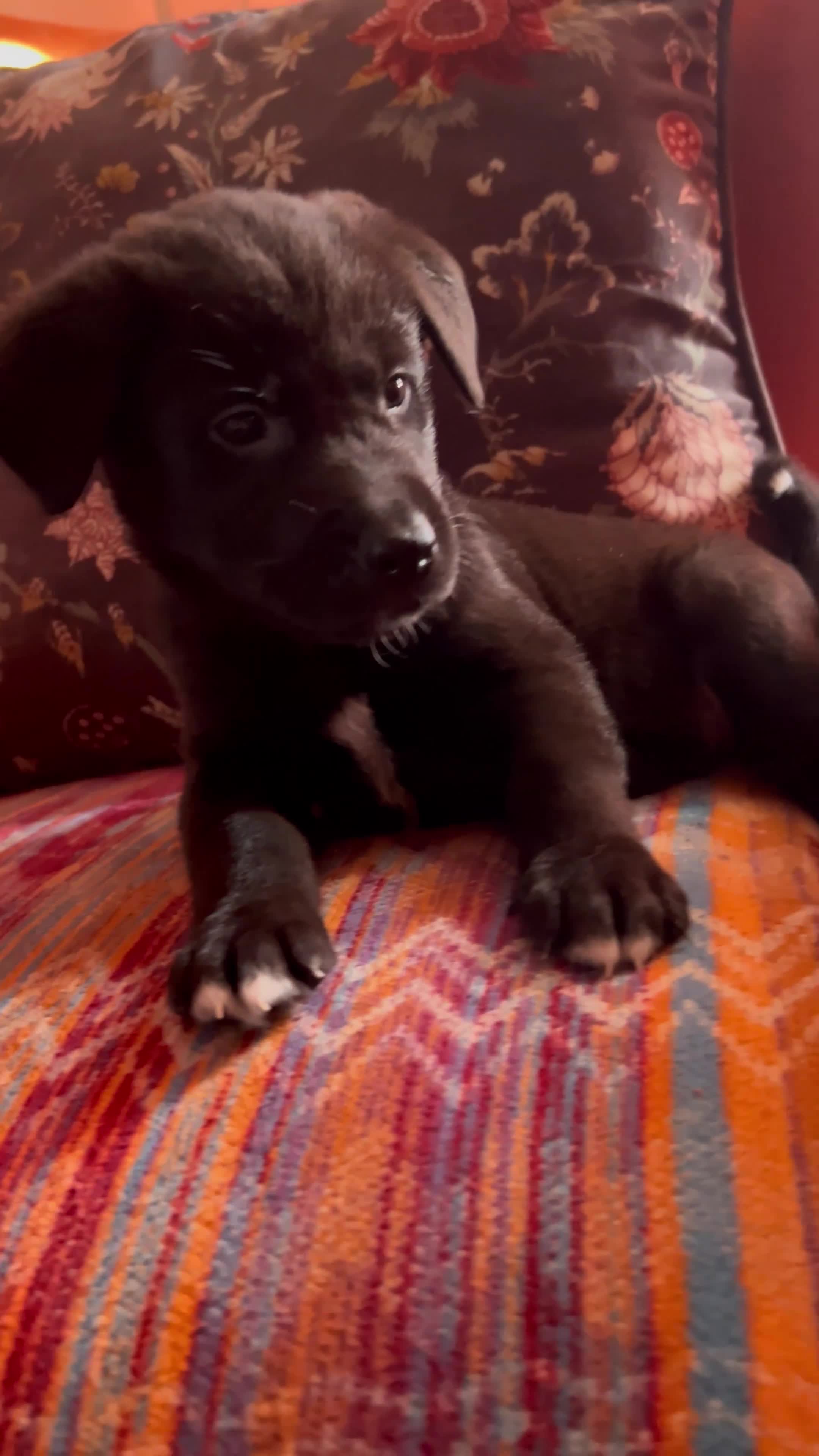Mixed Breed dogs for sale: Labrakita - Video 1