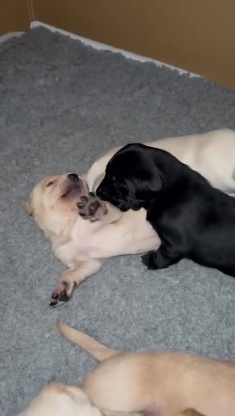 Labrador Retriever dogs for sale: KC registered Labrador Retriever puppies  - Video 4