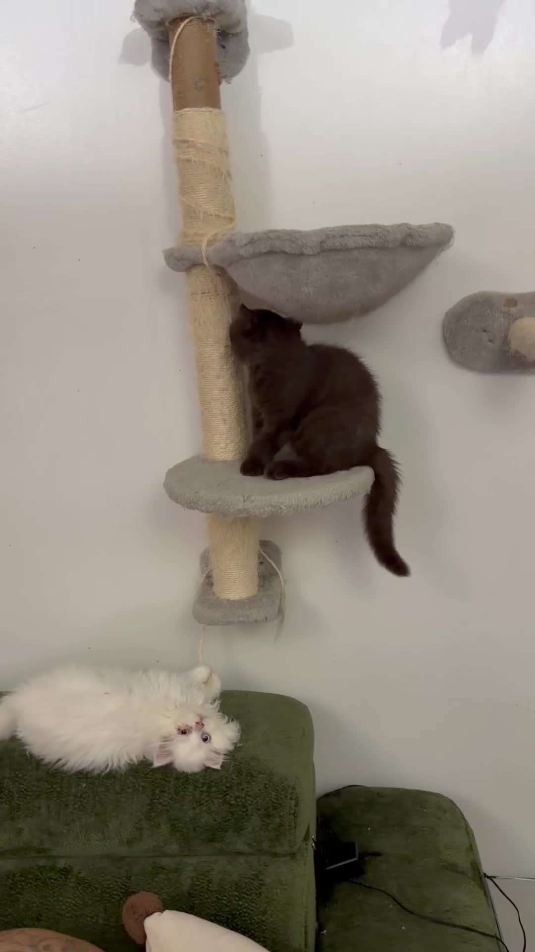 British Longhair cats for sale:  British Shorthair & British Longhair GCCF - Video 1