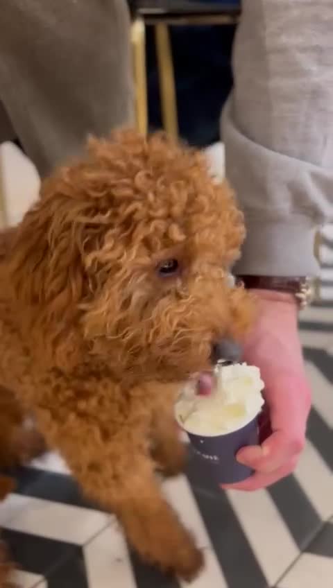 Miniature Poodle dogs for stud: Rufus  - Video 3