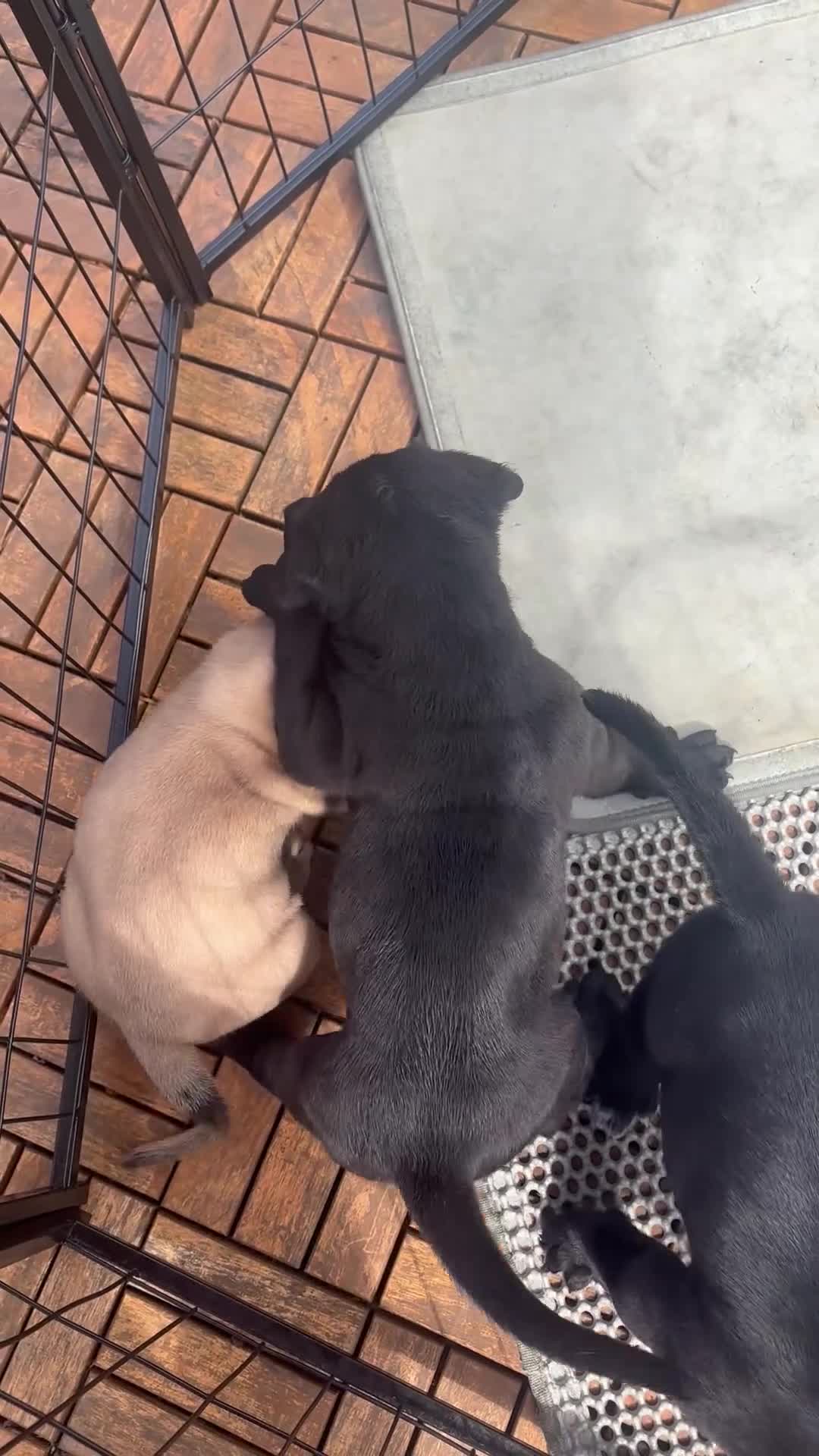Mixed Breed dogs for sale: XLCane CorsoxBoerboel Pups Ready for Loving Homes - Video 1