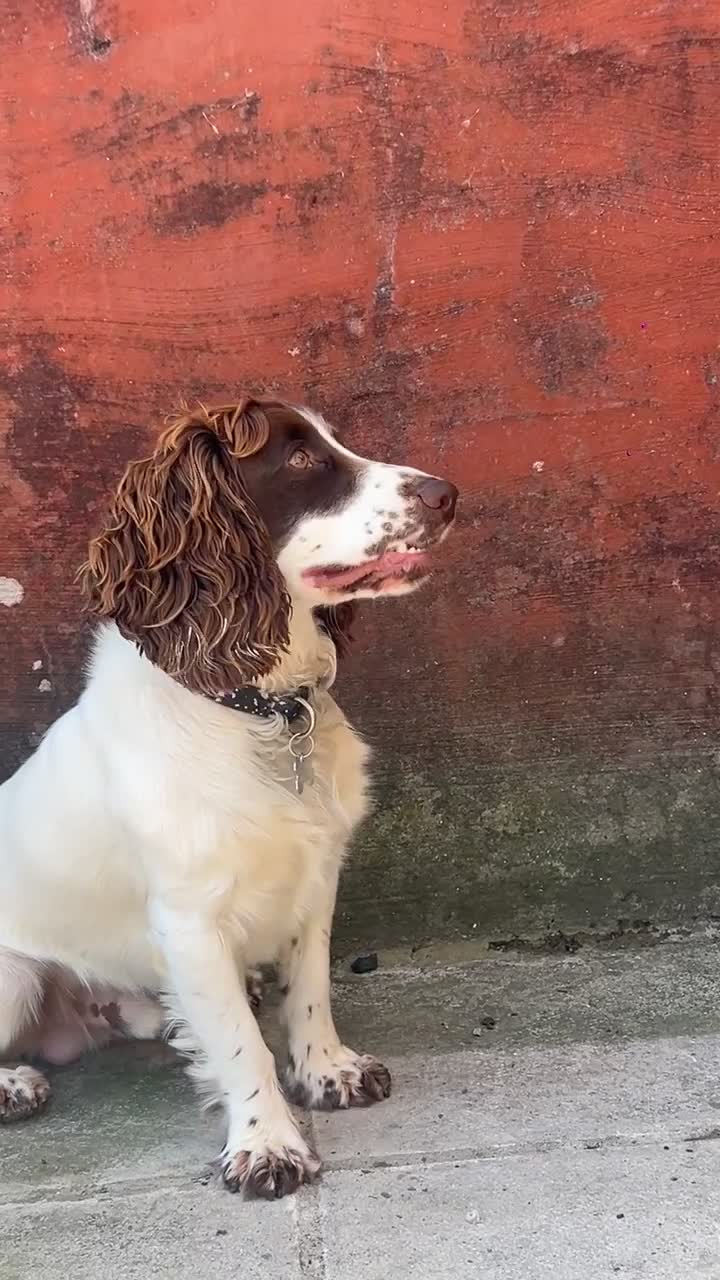 Sprocker dogs for stud: Marley for stud NOT FOR SALE  in Pontypridd - Video 1