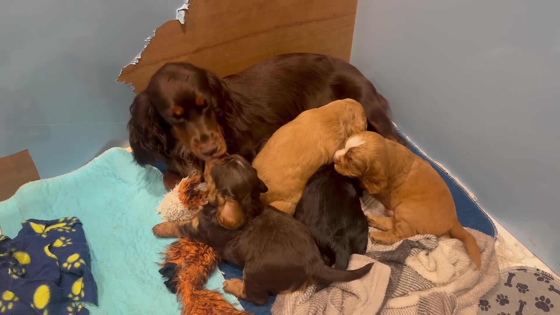 Cocker Spaniel dogs for sale: Working cocker spaniel puppies - Video 4