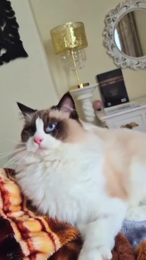 Ragdoll cats for sale: Premium Seal Bicolour  Ragdoll Boys 💖💖💖 - Video 3