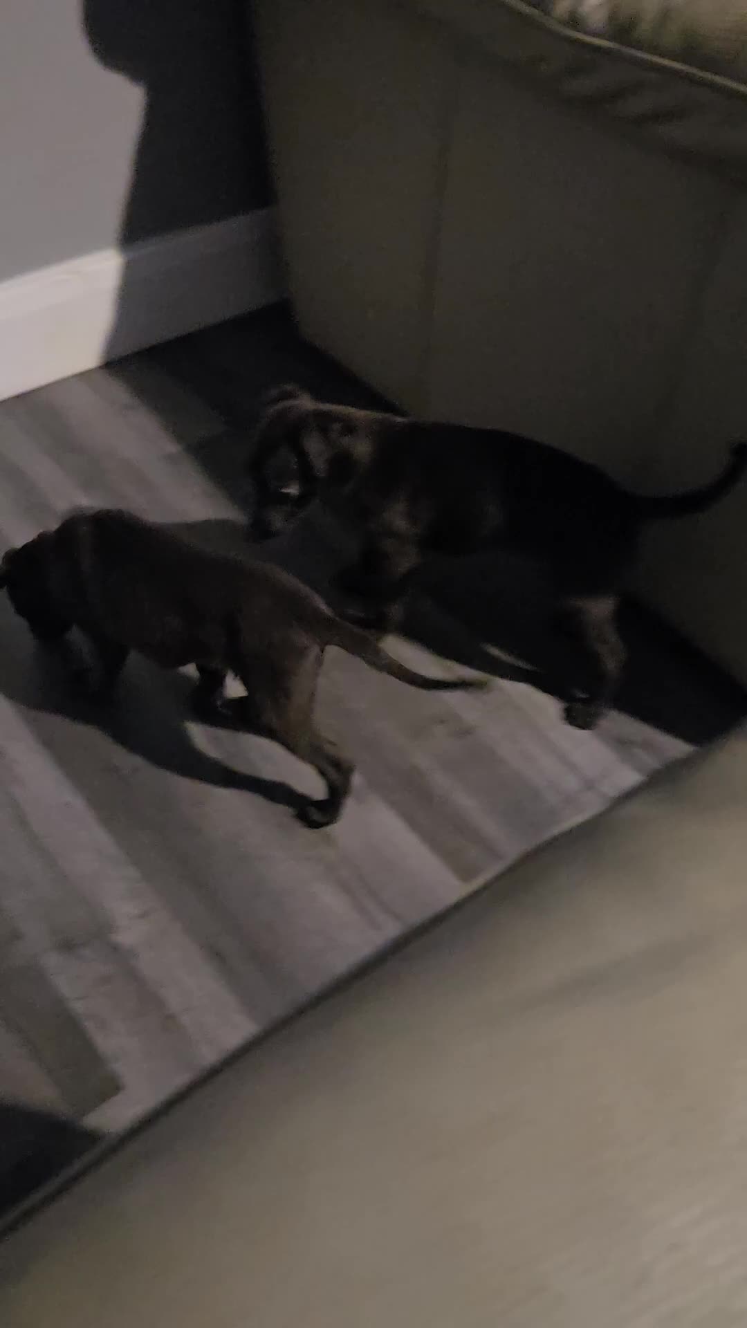 Whippet dogs for sale: Kc whippets for sale one black female left  - Video 1