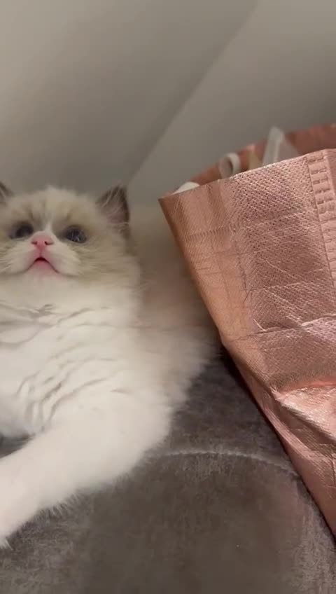 Ragdoll cats for sale: the last boy, registered with TICA - Video 4