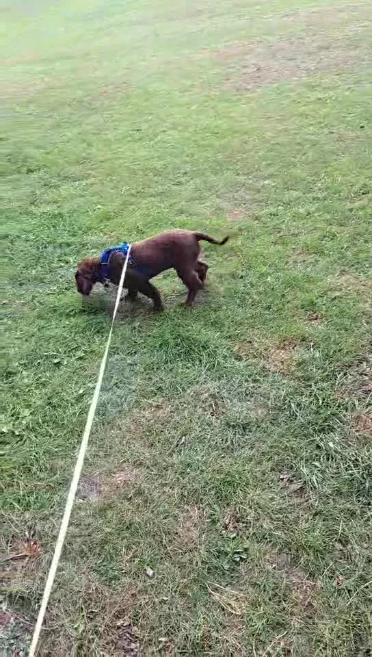 Cocker Spaniel dogs for sale: Cocker Spaniel - Video 1