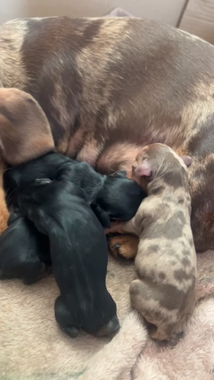 Miniature Dachshund dogs for sale: Miniature daschund - Video 2