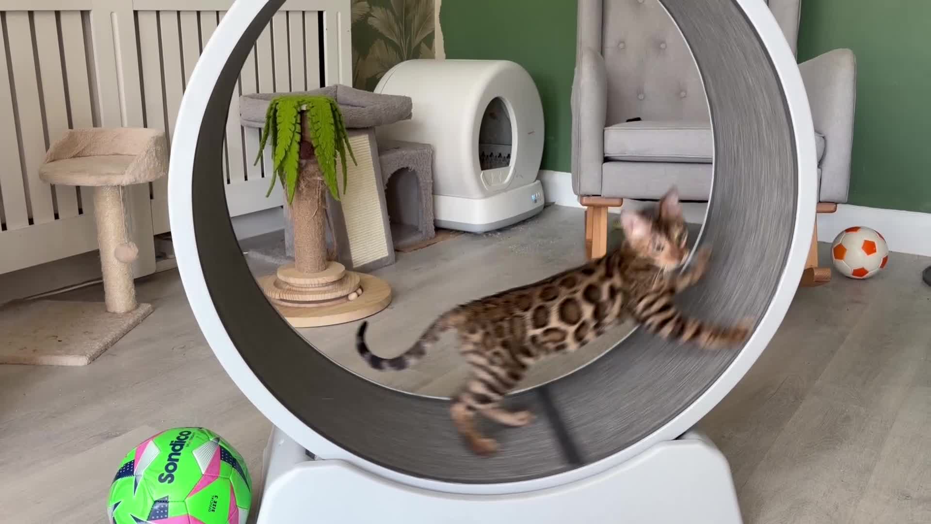 Bengal cats for sale: Confident, Socialised Tica Bengals - Hand Reared  - Video 3
