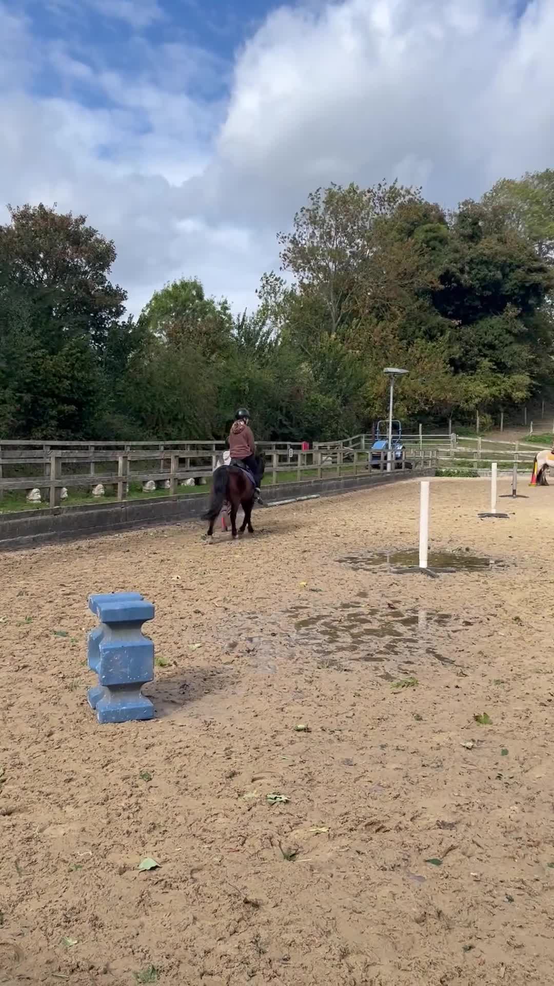 Cleveland Bay horses for sale: Rosie for sale lovely mare !!! - Video 1