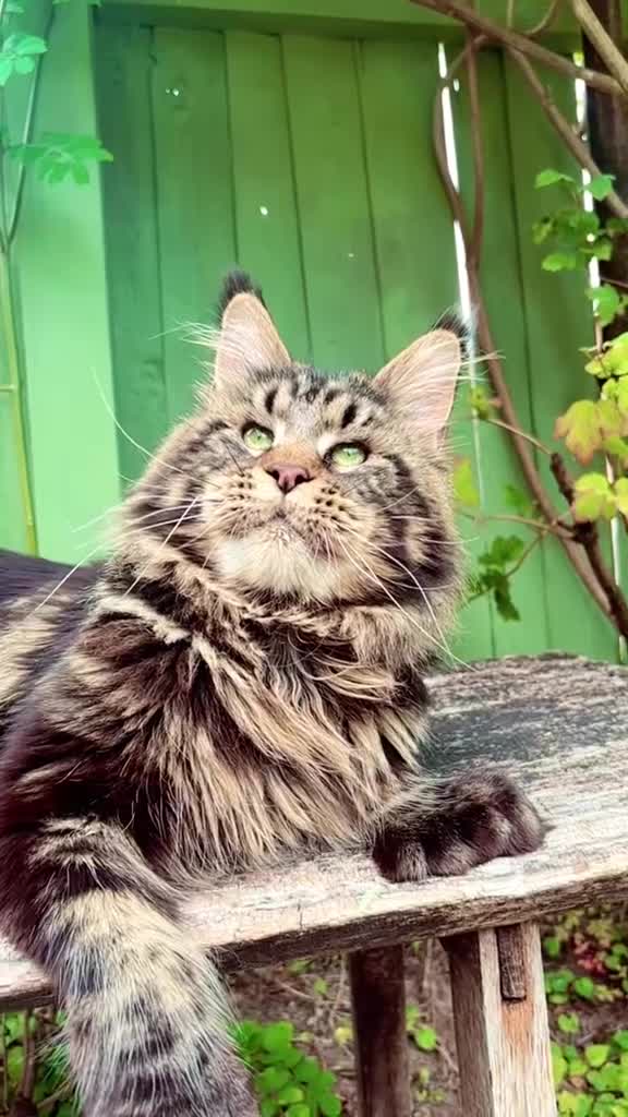 Maine Coon cats for sale: Maine coon kittens available to reserve  - Video 1