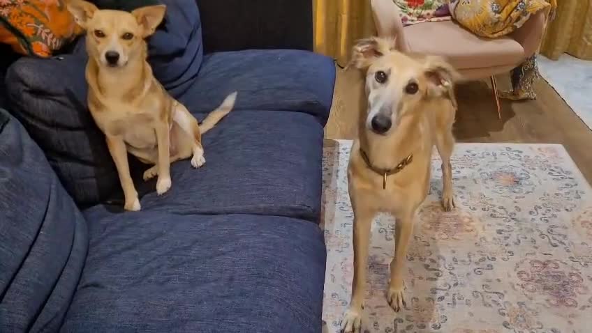 Mixed Breed dogs for adoption: OVERLOOKED: ❤️LOLLY❤️- small size 2 yo girl - Video 2