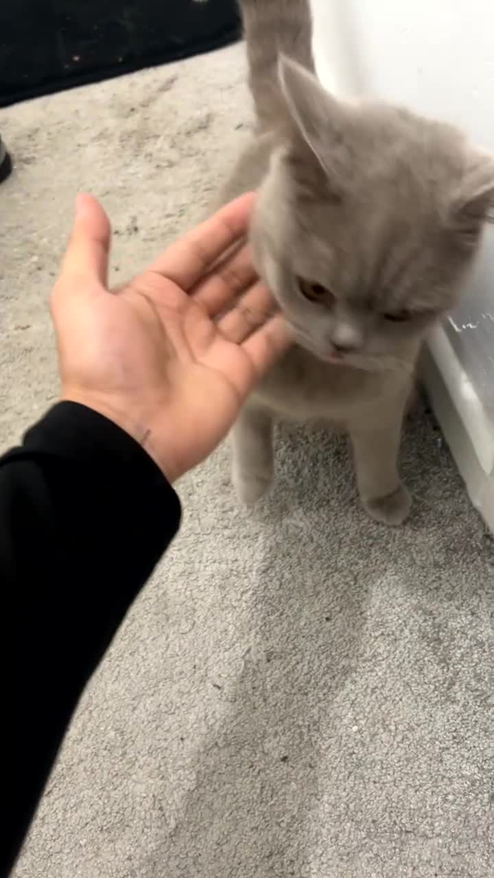 British Shorthair cats for sale: Beautiful British Shorthair Female – 1.5 Years Old - Video 2