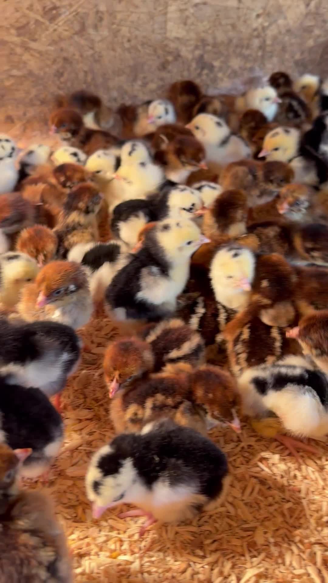 Chickens poultry for sale: Chicks an Ducklings in a range of breeds  - Video 1