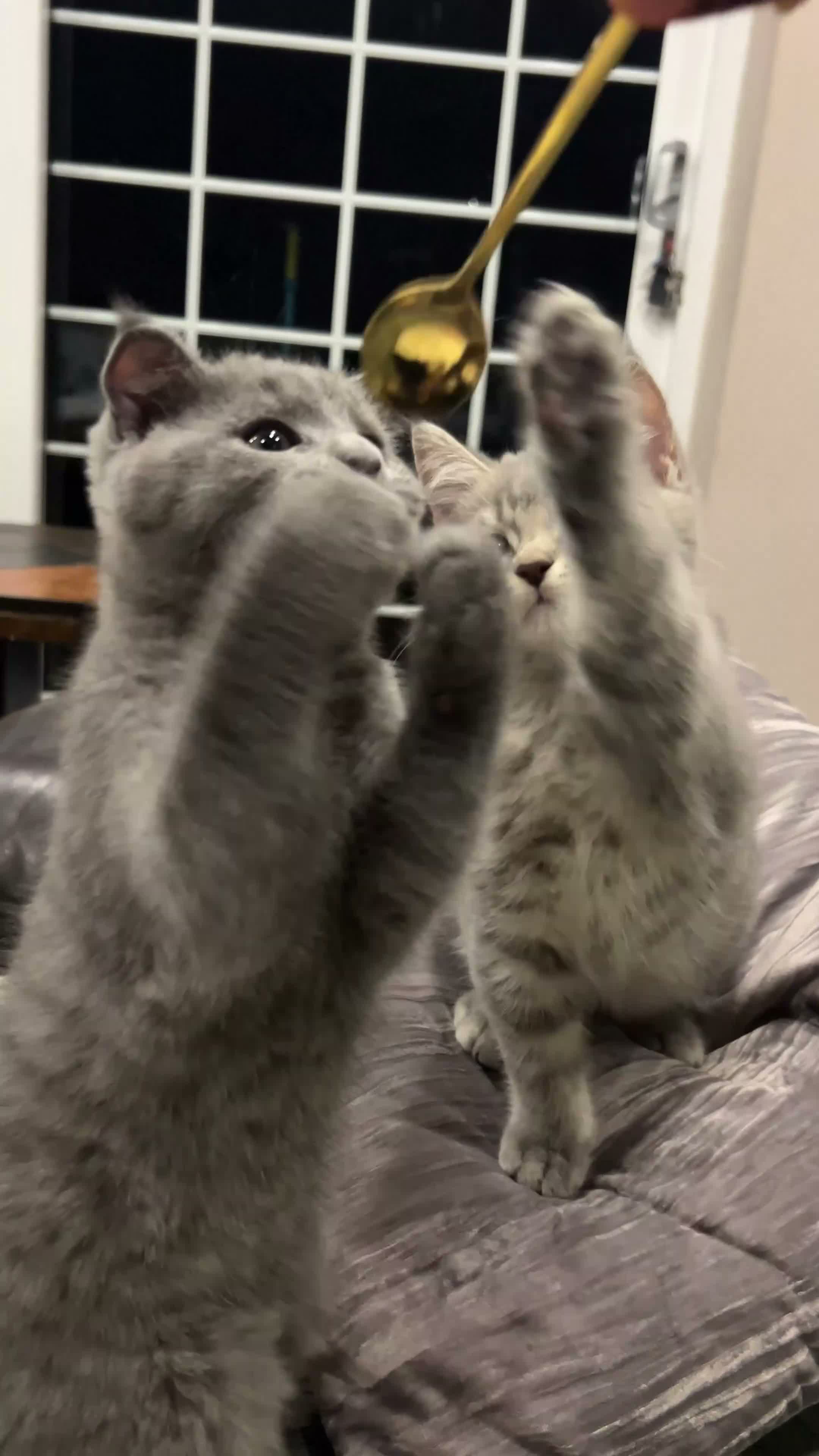 Scottish Fold cats for sale: 2 silver tabby Scottish fold  , girl & boy - Video 1