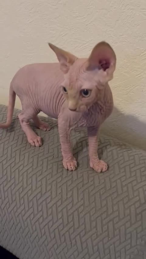 Sphynx cats for sale: 5 Adorable Sphynx Kittens for sale! - Video 3