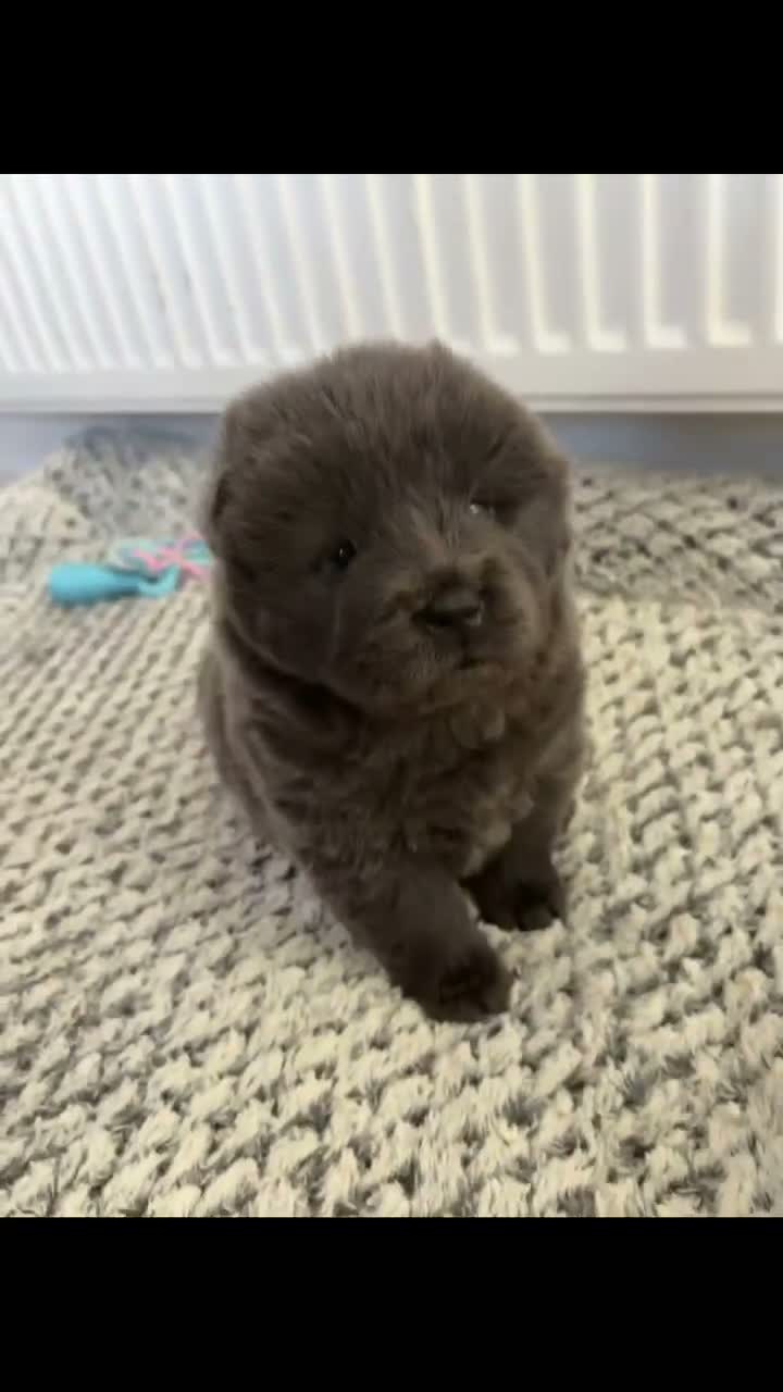Chow Chow dogs for sale: Chow chow puppies  - Video 1