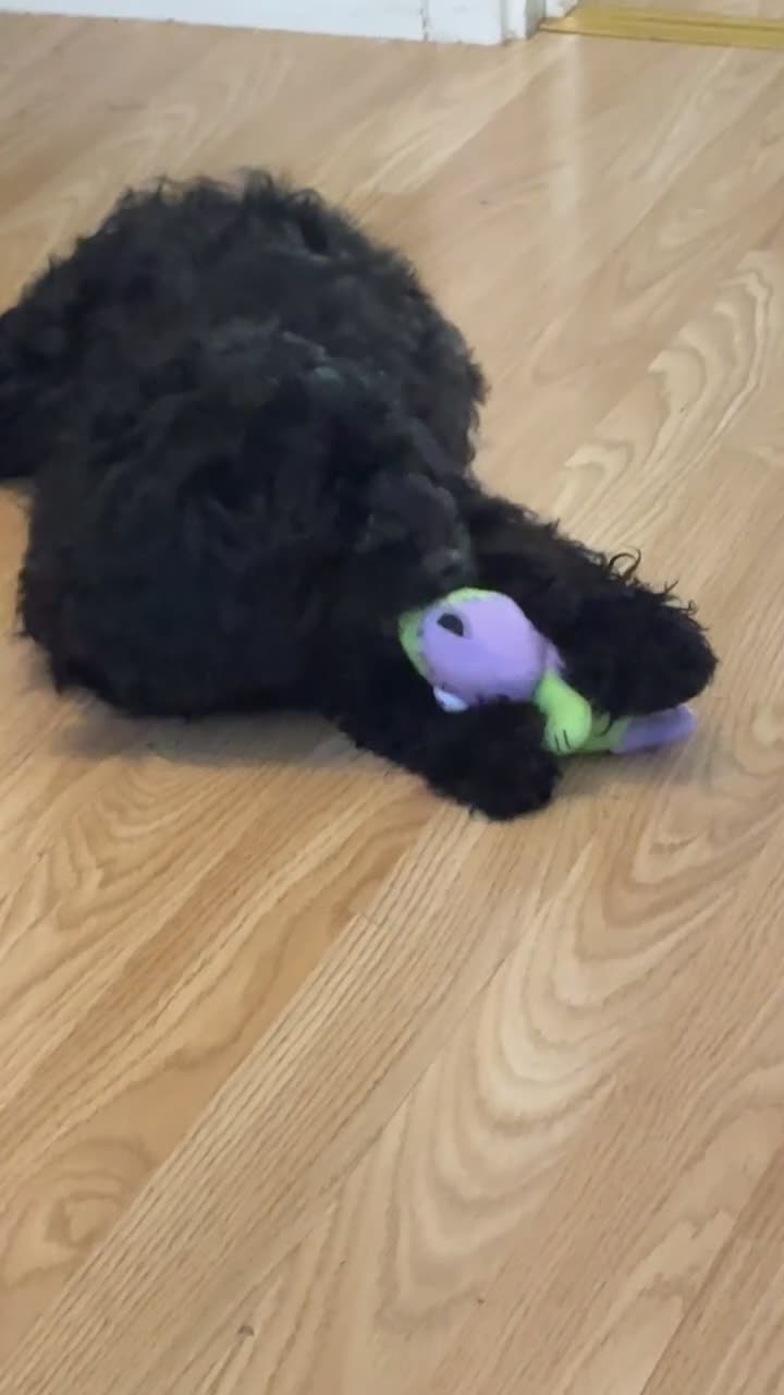 Cockapoo dogs for sale: Beautiful male cockapoo  - Video 1